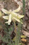 Tennessee milkvetch